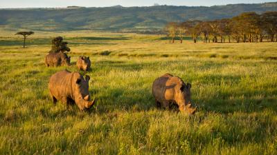 Four white rhinoceroses in grasslands in Kenya