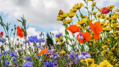 seedbomb-banner-getty.jpg seedbomb-banner-getty.jpg